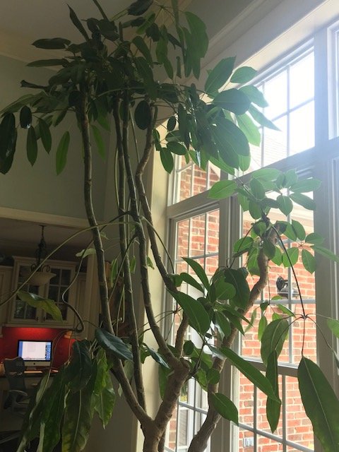 Slide of Plant Concepts