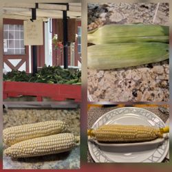 Bought White Corn from Local "Boyka's Farm is Sweet Delicious!" Saturday 8/1/2026