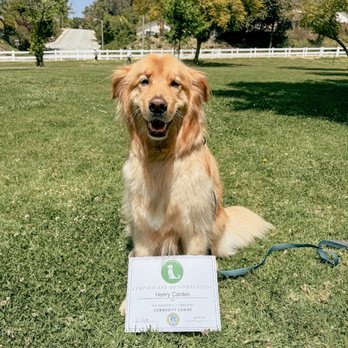 K-9 University - Pet Training Near Me - Covina, California K-9 University - Pet Training Near Me - Covina, California