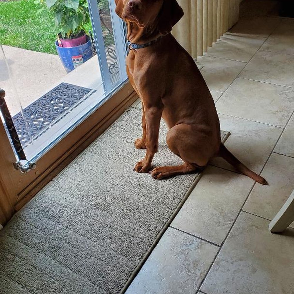 Brooks Canine Center - Pet Training Near Me - Des Plaines, Illinois Brooks Canine Center - Pet Training Near Me - Des Plaines, Illinois