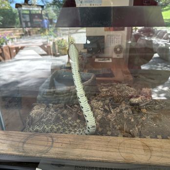 Giant Springs State Park - Their pet snake at the visitor station - Parks Near Me - Great Falls, Montana Giant Springs State Park - Their pet snake at the visitor station - Parks Near Me - Great Falls, Montana