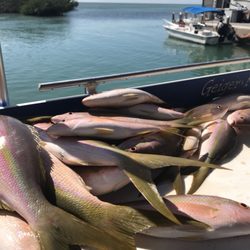 Knee Deep Charters - Catch of the day! Yellowtail snapper, Geiger Key Marina will cook your catch!
