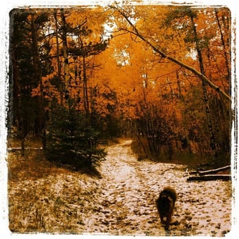 Elk Meadow Park - Dog Parks Near Me - Evergreen, Colorado