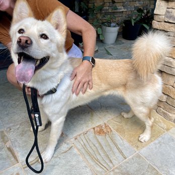 Always Faithful Dog Training - Pet Training Near Me Always Faithful Dog Training - Pet Training Near Me