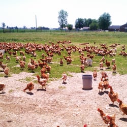Mary's Chicken Farm