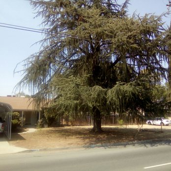 Travis Tree Service - Before - Tree Services Near Me - Fresno, California Travis Tree Service - Before - Tree Services Near Me - Fresno, California