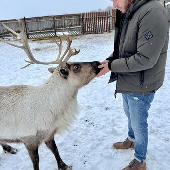 Reindeer Farm - Zoos Near Me - Palmer, Alaska Reindeer Farm - Zoos Near Me - Palmer, Alaska