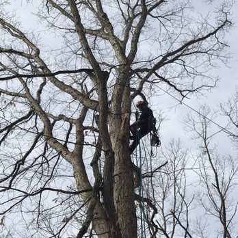 Charles River Tree Company - Tree Services Near Me