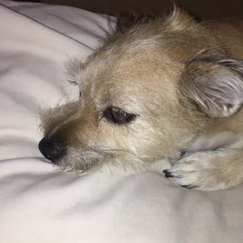 Ufuria - Gia our five year old mixed terrier - Pet Training Near Me - Rancho Cucamonga, California