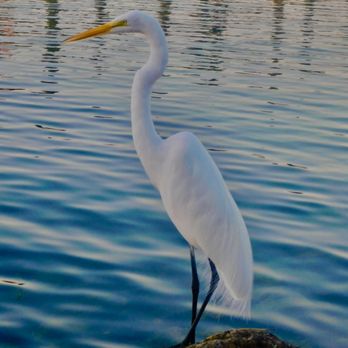 Jolly Roger RV Resort - Great Snowy Egret at the pier. - Hotels Near Me - Marathon, Florida