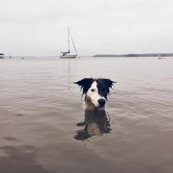 Thinking Canine - Specializing in off-leash training.