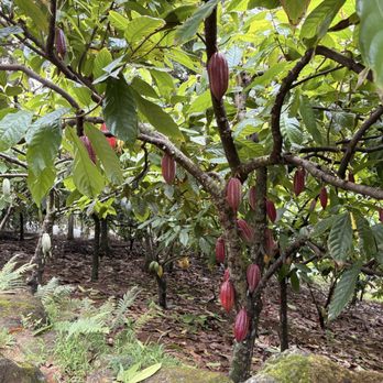 Lydgate Farms - Cacao Tree - Botanical Gardens Near Me - Kapaa, Hawaii Lydgate Farms - Cacao Tree - Botanical Gardens Near Me - Kapaa, Hawaii