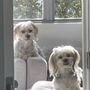 Photo of 2ND Start Dog Training