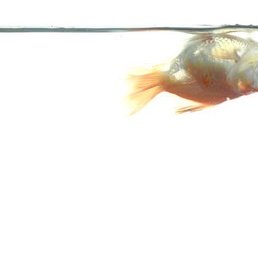 dead hung goldfish