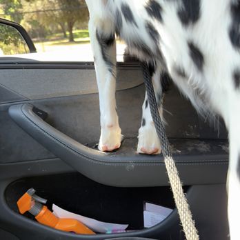 PetSmart - So many groomers forget to do this but they trimmed her paw pads yay!!! Ballerina feet - Pet Training Near Me - Long Beach, California PetSmart - So many groomers forget to do this but they trimmed her paw pads yay!!! Ballerina feet - Pet Training Near Me - Long Beach, California