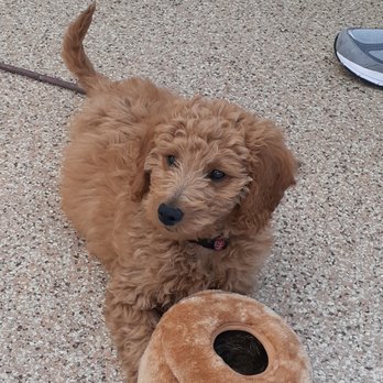Rockin' Z Doggie Ranch - 3 mo. old "Scooby" mini Goldendoodle. - Pet Sitting Near Me - Vail, Arizona Rockin' Z Doggie Ranch - 3 mo. old "Scooby" mini Goldendoodle. - Pet Sitting Near Me - Vail, Arizona