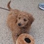 Photo of Rockin' Z Doggie Ranch