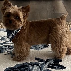 One Paw At A Time - Dog