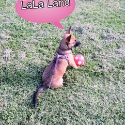 LaLa will NEVER go to pinole dog park again EVER! LaLa will NEVER go to pinole dog park again EVER!