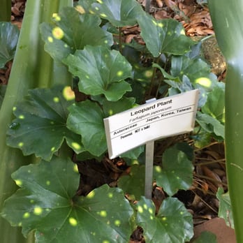 Kanapaha Botanical Gardens - Leopard Plant. See the spot of leopard. - Tours Near Me - Gainesville, Florida Kanapaha Botanical Gardens - Leopard Plant. See the spot of leopard. - Tours Near Me - Gainesville, Florida
