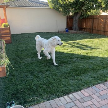 Pristine Gardenscape - Sod - Landscaping Near Me - Calabasas, California