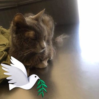 Animal Emergency Service - My last precious hours with Puddy. She wasn't able to be saved, but they stabilized her long enough for me to say good bye. - Veterinarians Near Me - Selden, New York Animal Emergency Service - My last precious hours with Puddy. She wasn't able to be saved, but they stabilized her long enough for me to say good bye. - Veterinarians Near Me - Selden, New York