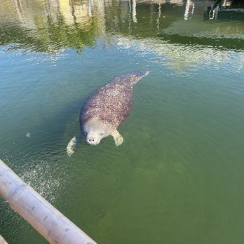 Cruisin’ Tikis Key Largo - Our friendly manatee -  we named him Louis - Tiki Bars Near Me - Key Largo, Florida