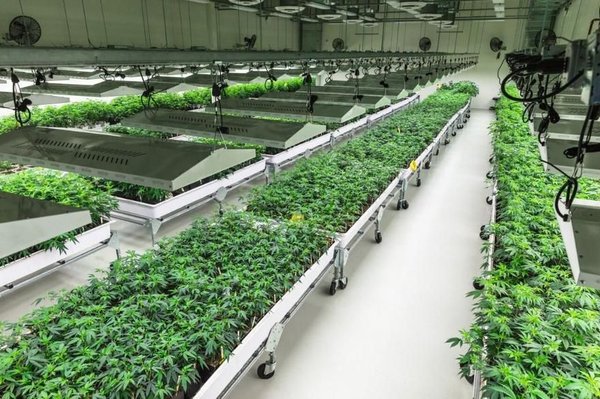 Garden Remedies Newton 60 Photos 54 Reviews Cannabis Clinics 697 Washington St Newton Ma Phone Number