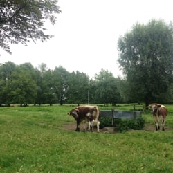 Milton Country Park - Moo