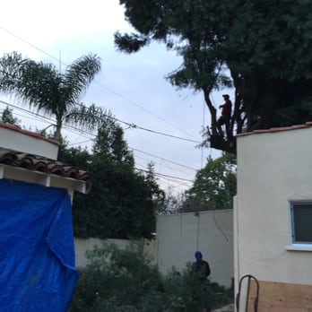 Matilde's Tree Service - Second to go - Tree Services Near Me Matilde's Tree Service - Second to go - Tree Services Near Me