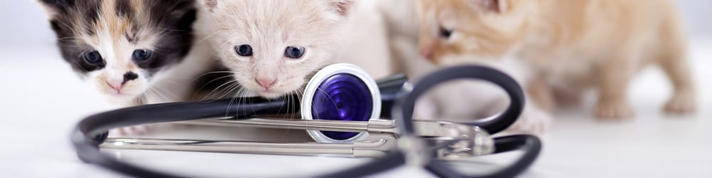 Meier, Edmund Jr DVM - pet boarding facility in San Antonio, TX