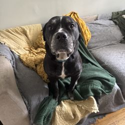 Strutting Mutts - Kenzo hanging out in VIP