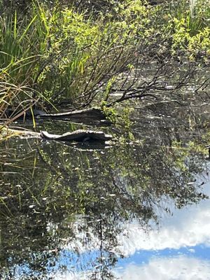 Fakahatchee Strand Preserve State Park by null