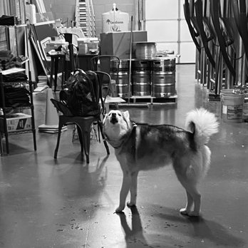 Almost Famous Brewing - Koda beer mascot - Breweries Near Me - East Granby, Connecticut Almost Famous Brewing - Koda beer mascot - Breweries Near Me - East Granby, Connecticut