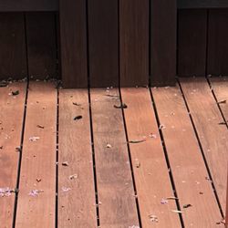Great Dane Fence Staining - One month later