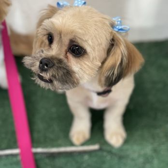 Brush N Pupps Grooming - Morena - Pet Groomers Near Me - Moreno Valley, California