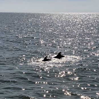 Cape May Whale Watcher - A couple of dolphins - Whale Watching Tours Near Me - Cape May, New Jersey Cape May Whale Watcher - A couple of dolphins - Whale Watching Tours Near Me - Cape May, New Jersey