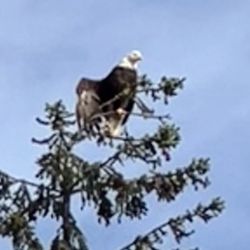Alaska Travel Adventures - Bald eagle