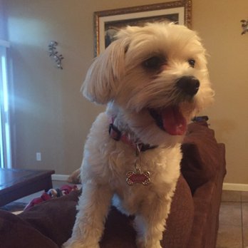 Wow Dog Rescue - Our dog Daisy - Pet Adoption Near Me Wow Dog Rescue - Our dog Daisy - Pet Adoption Near Me