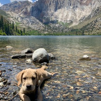 New Day Labradors - Pet Breeders Near Me - Glencoe, California