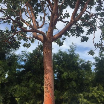 Moon Valley Nurseries - Huge! Strawberry tree $40k delivered and planted. - Nurseries & Gardening Near Me - Gilroy, California