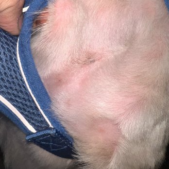 Happy Tails - Pet Groomers Near Me - Anaheim, California Happy Tails - Pet Groomers Near Me - Anaheim, California