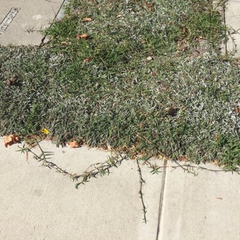Earthscapes - Where is the edging? - Landscaping Near Me - Los Osos, California
