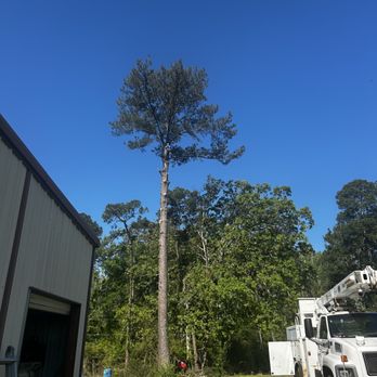 Santana Tree Service - Tree Services Near Me