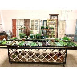 NorCal Succulent Shop - We have a large variety of succulents in stock that we hand pick from nurseries each week.