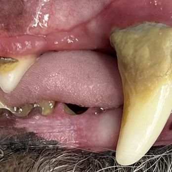 Bright N’ Shine Pet Dental - Pet Services Near Me - Boca Raton, Florida Bright N’ Shine Pet Dental - Pet Services Near Me - Boca Raton, Florida
