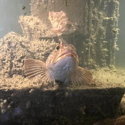 Westport Aquarium