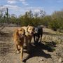 Photo of Tucson Adventure Dog Ranch