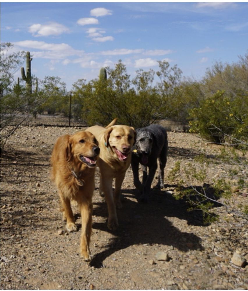 Tucson Adventure Dog Ranch - pet boarding facility in Sahuarita, AZ
