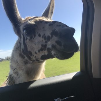 Safari Wilderness Ranch - Tours Near Me - Lakeland, Florida Safari Wilderness Ranch - Tours Near Me - Lakeland, Florida